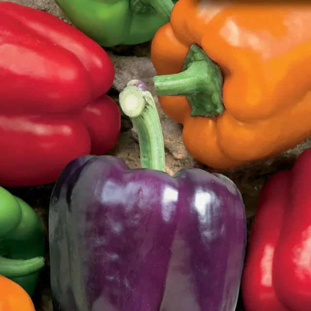 Rainbow Bell Pepper